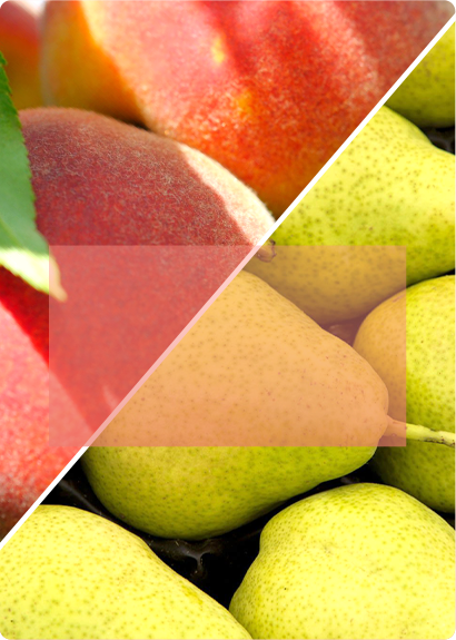 Peach Snow-Pear